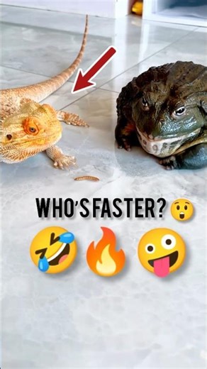 Funny Reptile Feeding Moment 🦎🐸