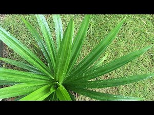 Pandan Plant Leaves Herbs for Cooking and Baking