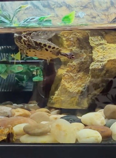 Teenage Mutant Ninja Turtles… live action