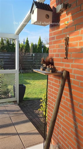 Eichhörnchen verteidigen ihre Futterstelle