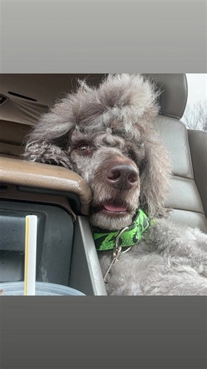 January Recap - we went to 3 trials, 1 class, and got 1 new title! It was a good month! #dogsports #poodle #silverbeigepoodle #dogtraining #agilitytraining