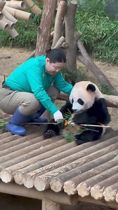 Hello butler! Get to work or i will bite your butt! 😅 #silly #silly #funny #panda #fluffy #pandas #cute #naturephotography #nature #babypanda #babypandas #funnyanimals | Pandas, a Light In My Heart