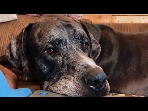 Meet Ramses, the giant dog who could be the tallest in the world