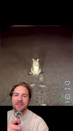 Evil Cat Challenges Rats to Epic Battles