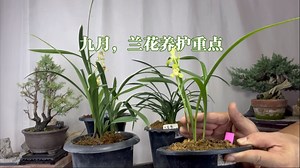 九月，兰花养护重点！很实用，新手一定要看