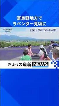 【動画】富良野にラベンダーの季節到来 展望デッキ、観光リフトでも一望 #中富良野 #上富良野 #ラベンダー #観光 #ファーム富田 #北星山ラベンダー園 #日の出公園 #北海道新聞 #shorts
