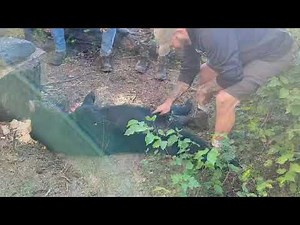 World's Fastest Black Bear Field Dress