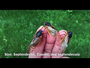 Magicicada Cassini Sounds - warming, calling, courtship