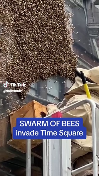NYC’s Times Square was invaded by tens of thousands of bees forcing authorities to corden off areas of the busy tourist hotspot. Apiarists were called in to safely remove the bees lining buildings. An eyewitness said “all you saw were bees. Nobody got stung, nobody got hurt. I had bees all over me and none of them were harmful.” #newyork #nyc #timesquare #bee