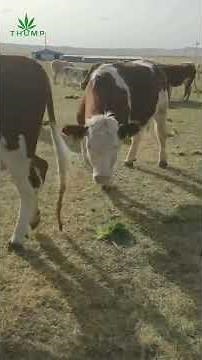 Stable Hydroponic Fodder Growing System #hydroponics #livestockfeed #foddergrass