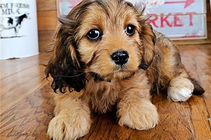 Grace - Cavapoo Puppy CB6BE3