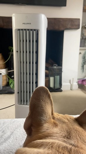 Keeping cool with TJ 😎☀️ 🥵 It’s another hot day and I’ve taken keeping cool to another level with my water cooled @pelonis.uk fan How do you keep cool on the hot days? 🥵 I spend them lying on the sofa like a king with my fan on 👑 . . . . . #gifted #frenchie #frenchiecrew #lovefrenchies #frenchieofig #londondogs #frenchiesoftheworld #frenchylove #frenchstagram #frenchiebully #frenchie_feature #ukfrenchies #frenchbulldog #frenchpuppies #funny_frenchies #ukdog #frenchies #frenchbulldogsuk #fren