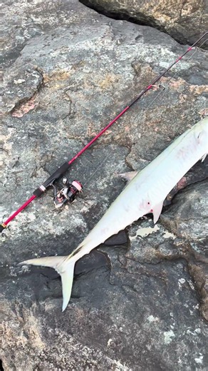 Kingfish caught in UAE ultralight set up! 👑 #fishing #dubai #casting