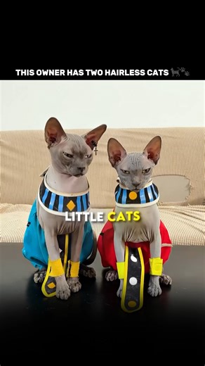 THE G on Instagram: "Most people have NO idea why hairless cats can be harder to live with 😼💡 At first, it seems like the perfect pet. No fur, no shedding, and no cat hair covering your house. That’s why many owners think hairless cats will be easier to maintain. But there’s something most people don’t expect. Hairless cats produce a lot of natural oils. Normally, fur would absorb these oils, but without hair, the oil stays on their skin. Over time, it transfers to anything they touch. That’s 