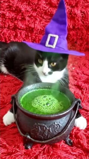 Novo poder com meu gato 🐈