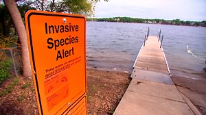 How to help stop the spread of invasive species in Minnesota