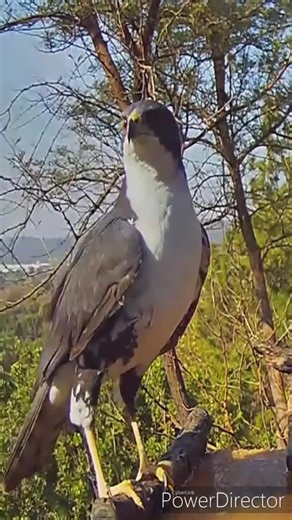 Exploring the Black Sparrowhawk: A Majestic Predator