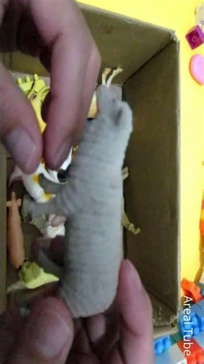 sheeps sound animal toys arealtube
