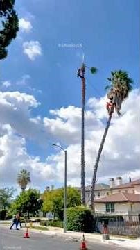 💥 You Won’t Believe This Tree Fails