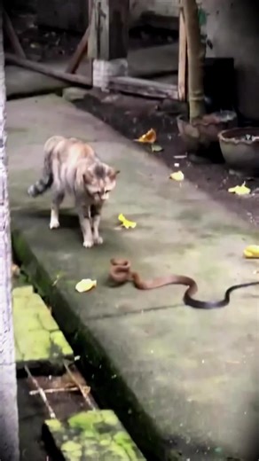 Cat vs Snake The cat relies on speed, agility, and sharp wi reflexes, striking with lightning-fast paws to keep the snake at a distance. The snake counters with precision and venom, waiting for the perfect chance It's not always about strength - in these encounters, timing decides survival. Every move is life or death #foryou #AwesomeBeastsOnTikTok #🐈 #cat