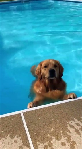 Dog Pool Jump Fail 🐕