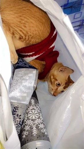 nonu ko plastic bag mai sona bahot pasand hai #cat #catshorts #cuteanimal #catvideo #funny #cutecat