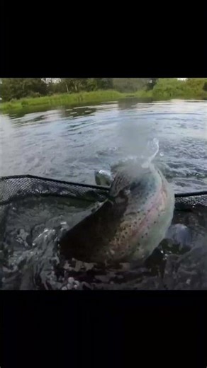Rainbow trout landing net POV