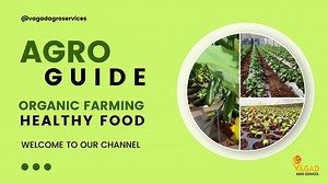 8 Benefits of Amla Powder – Superfood Indian Gooseberry