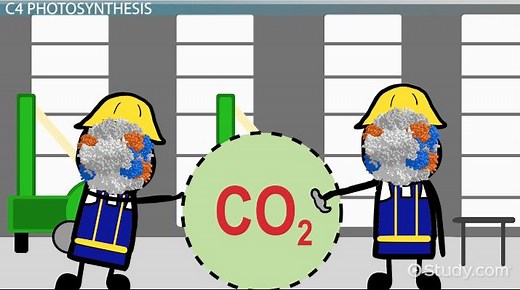 Alternative Methods of Carbon Fixation in Plants