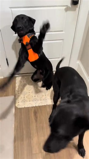 THE BOY SAID THEY ARE READY TO PRAY TODAY!!!! @Bud & Bear The Black Labs #dogs #labradorretriever #PetsOfTikTok #dogmom #labrador | Haley Buckland | Facebook