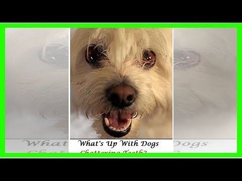 Understanding your dog`s teeth chattering