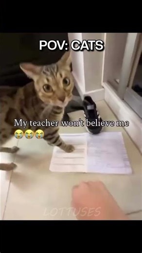 My Cat Eats My Homework #funny #cat