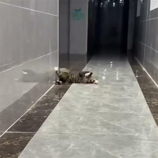 Daily Dose of Cats🤣 #funnycatvideos #catfunny #viralcats #catholic