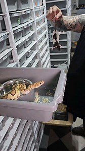 💀💀💀 #royalpythons #ballpythonlove #beardeddragon #reptilebreeder #snek #morph #leopardgecko #petsnake #herpetology #animal #morphs #cornsnake #snakelove #reptilelove #livingart #ballpythonofinstagram #snakelovers #reptilesofinsta #serpent #ballpythonsnake #nature #ballpythonlover #babyballpython #snakesofinsta #crestedgecko #ballpythonmorphsofinstagram | Xclusive ball pythons