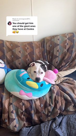 Adorable Squishmallows Collection for Your Pet Dog!