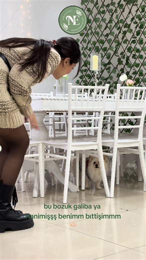 tepki vermiyor bozuk sanırım . . #hanimiş #köpekvideoları #akımvideoları #patilidostlar #petlover