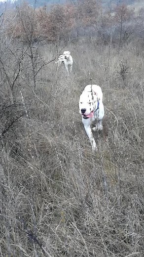 Dogo Argentino Hunting Dogs: Boar Hunting Adventures