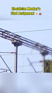 86K views · 117 reactions | Electrician Monkey's Final Assignment ⚡ #ShockingTurn #ElectricianMonkey #WildWorkplace | Baron Arroyo | Facebook