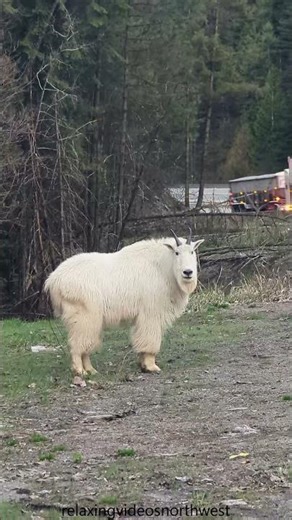 Mountain Gout, Idaho