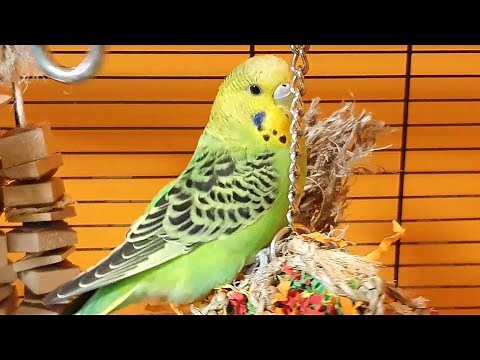11 hours of budgie sounds