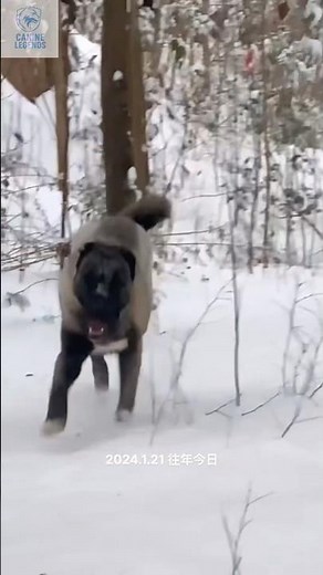 Kangal The Turkish Beast of Power