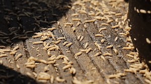 Black Soldier Fly Larvae Bsf Organic Stock Footage Video (100% Royalty-free) 3458671913 | Shutterstock