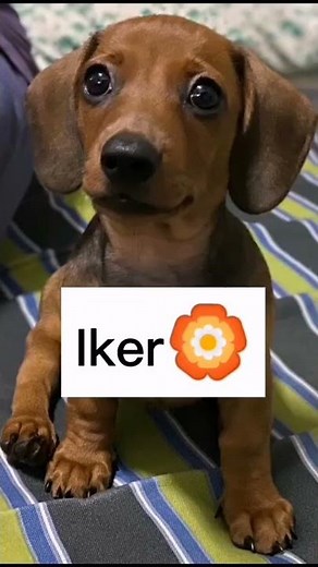 Nombres para Perros SALCHICHAS :)