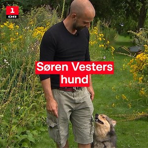 Har du den perfekte hund? Hvis ikke, så gør ligesom Søren Vester 🐕 Du kan nu se alle afsnit af 'Søren Vesters have' lige nu på DRTV. | DR1