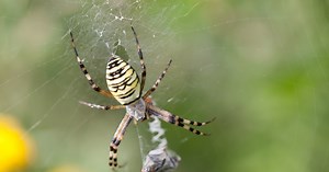 To najgroźniejsze pająki w Polsce. Nie chcesz ich spotkać na swojej drodze