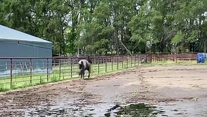 This is Living The Life....watching A Dash Ta Streak enjoy being back at the Ranch. We had quite a rain & the arena is soaked....and a nice roll in the mud obviously felt good & he tired himself out while playing in the arena. No groomed pens or primping for our boy here at the Ranch....he is just a horse for a few months😎 #ADashTaStreak | A Streak Of Fling