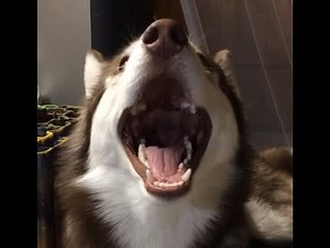 Howling Siberian Husky Jackey