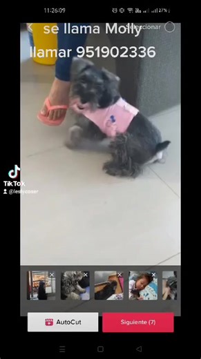 35 reactions · 30 shares | SE PERDIÓ mi perrita el día 21 de marzo tendrá el pelo largo , tiene cola corta sin placa no collar, es súper dócil y hace caso por su nombre si la encuentras o la ven retenla y llamar 951902336 se dará recompensa | Refugio Animal Chiclayo | Facebook