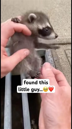 A Tiny Life Saved 🥹🦝