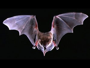 Man dies of rabies after daytime bat encounter